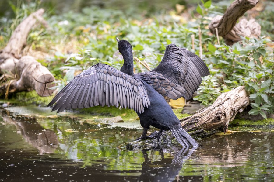 zoovienna23_21.jpg