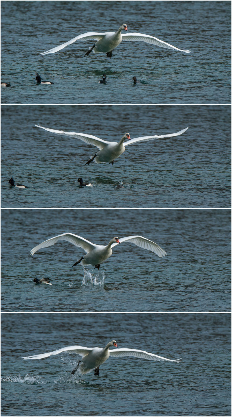 Reiherenten%20vs%20Schwan001.jpg