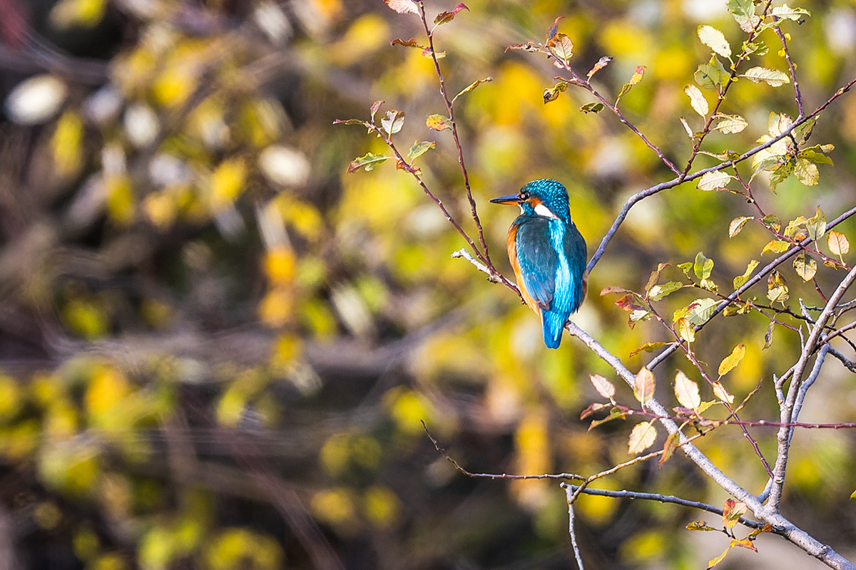 20231118_NZ9_2512_DPNF.jpg