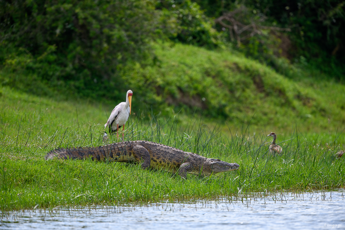 Uganda%201004.jpg