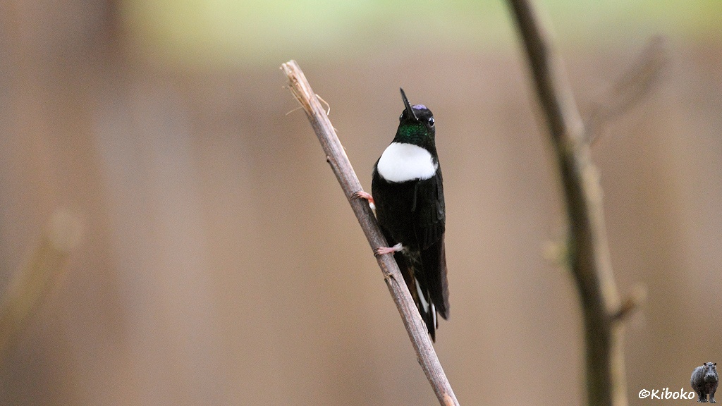 Das Bild zeigt einen dunklen schwarzen Vogel mit einem großen weißen Fleck auf der Brust. Der Vogel sitzt aufrecht an einem nahezu senkrechten Ast.