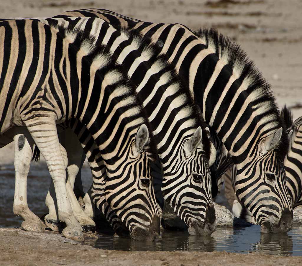 namibia_zebras_2.jpg