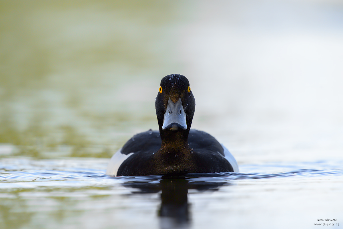 20150518_0486_PS_1200Px.jpg