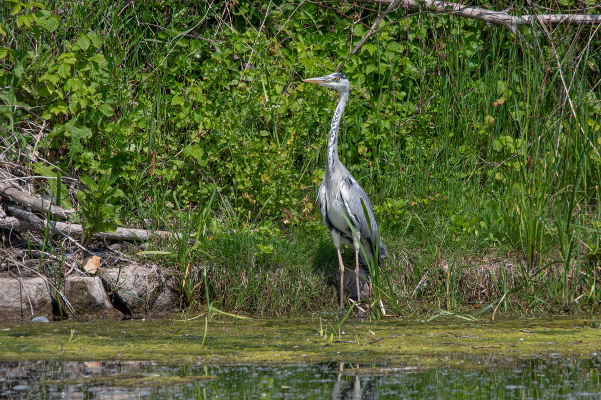 full