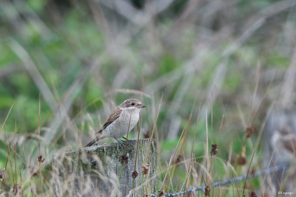 DSC_8375.jpg