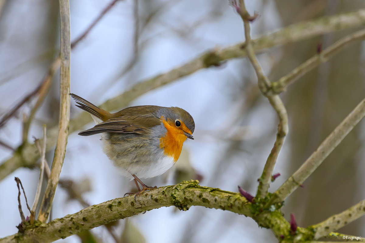 DSC_2316.jpg
