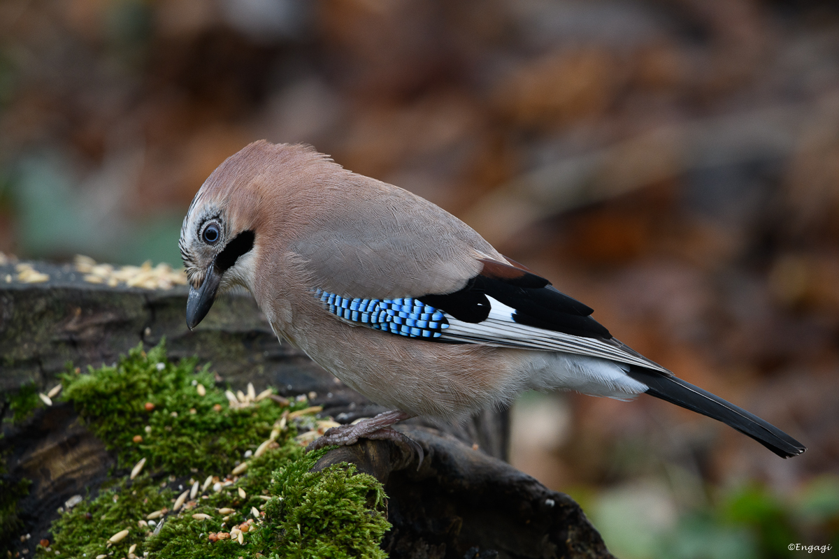 DSC_8061.jpg