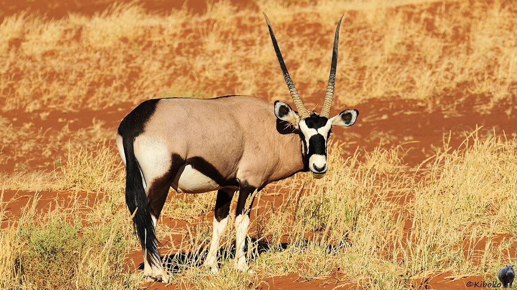 Antilope mit braunem Rücken, scharzem Schwanz und schwarzen Beinen, weißen Füßen, schwarz-weißer Gesichtsmaske und langen geraden Hörnern steht auf trockenem Gras.