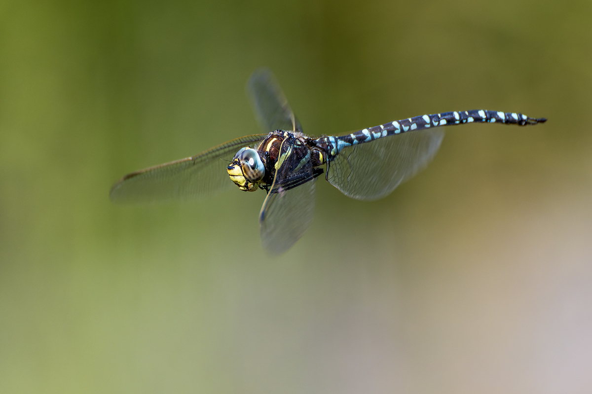 20230929_NZ9_3144_DPNF.jpg