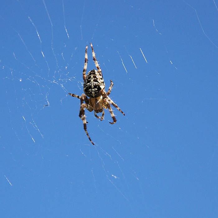 DSC_3970a.jpg