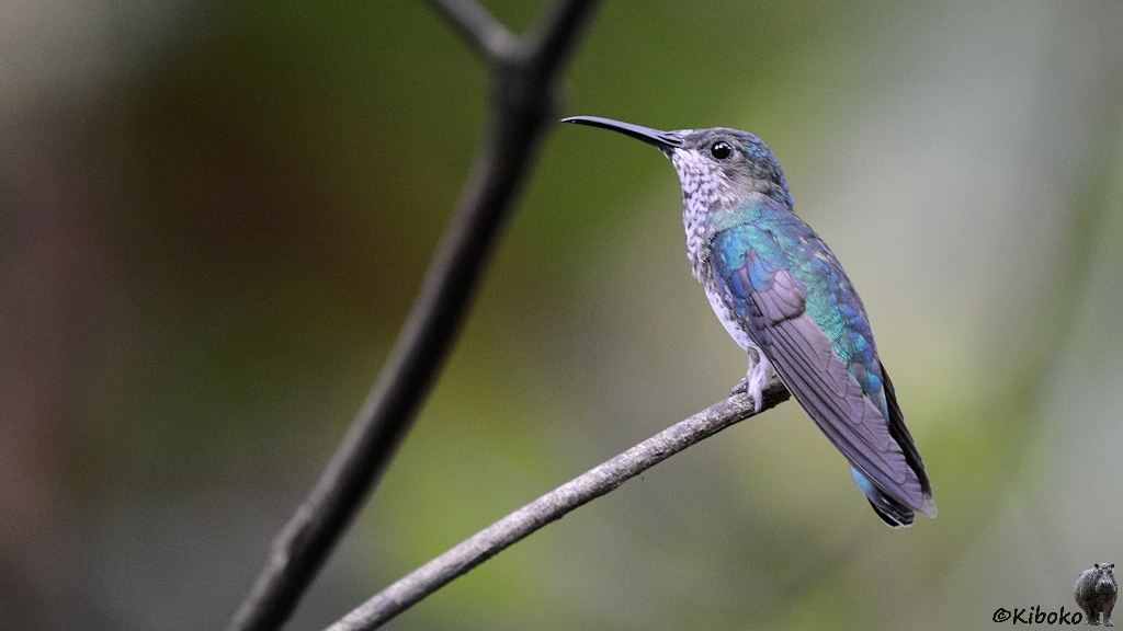 Das Bild zeigt einen grünlich-bläulich schimmernden Kolibri von der Seite. Die Vorderseite ist komplett weiß mit grauen Flecken. Der Vogel sitzt am Ende eines dünnen zweiges vor unscharfem Hintergrund.