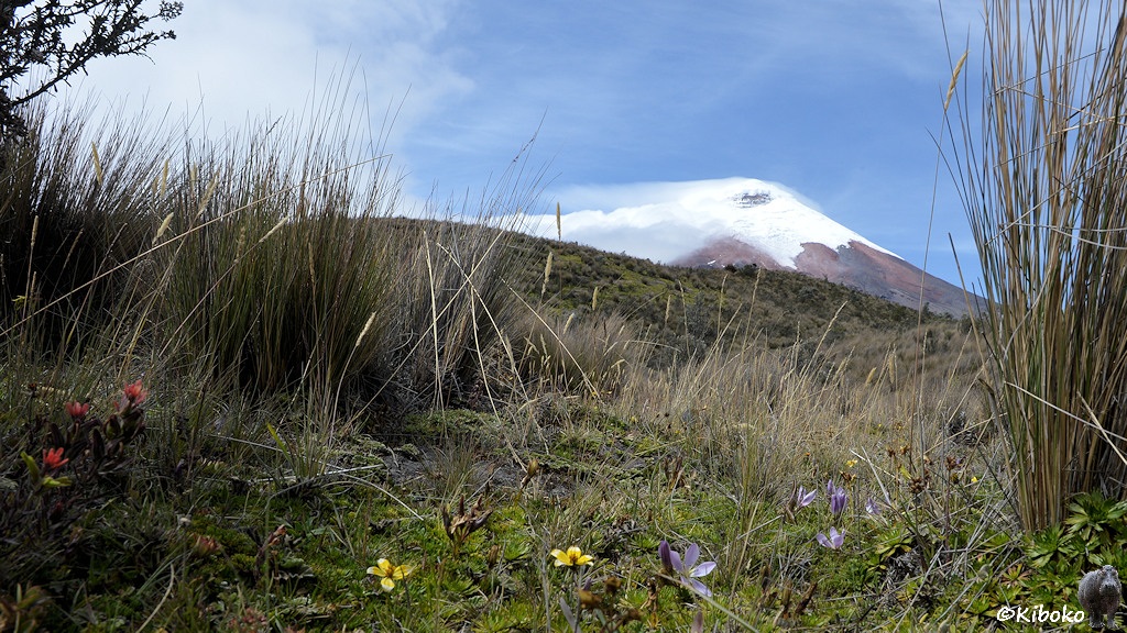 Das Bild zeigt den schneebedeckten Vulkan klein im Hintergrund. An den Seiten stehen hohe Grasbüschel. Im Vordergrund sind kleine rote, gelbe und violette Blüten.
