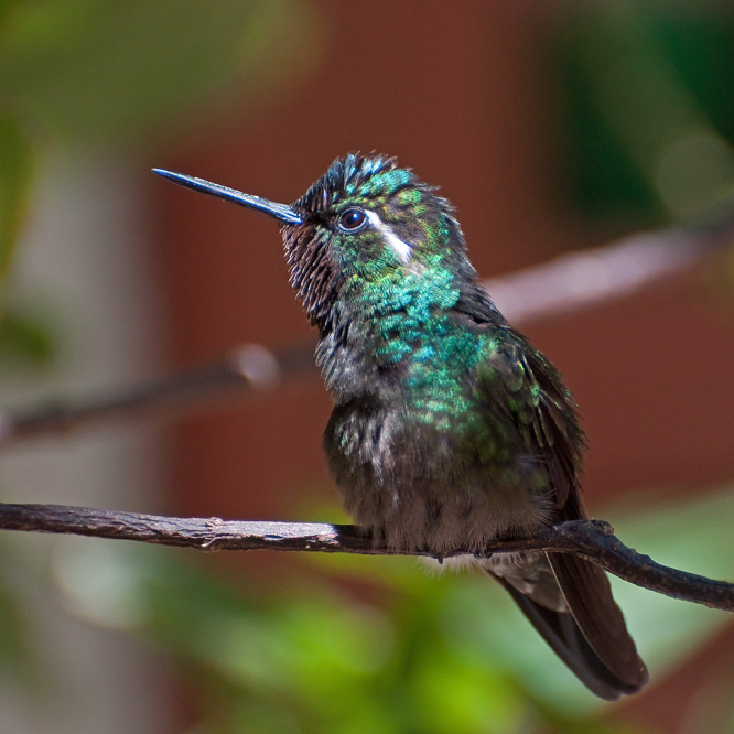 web-kolibri1.jpg
