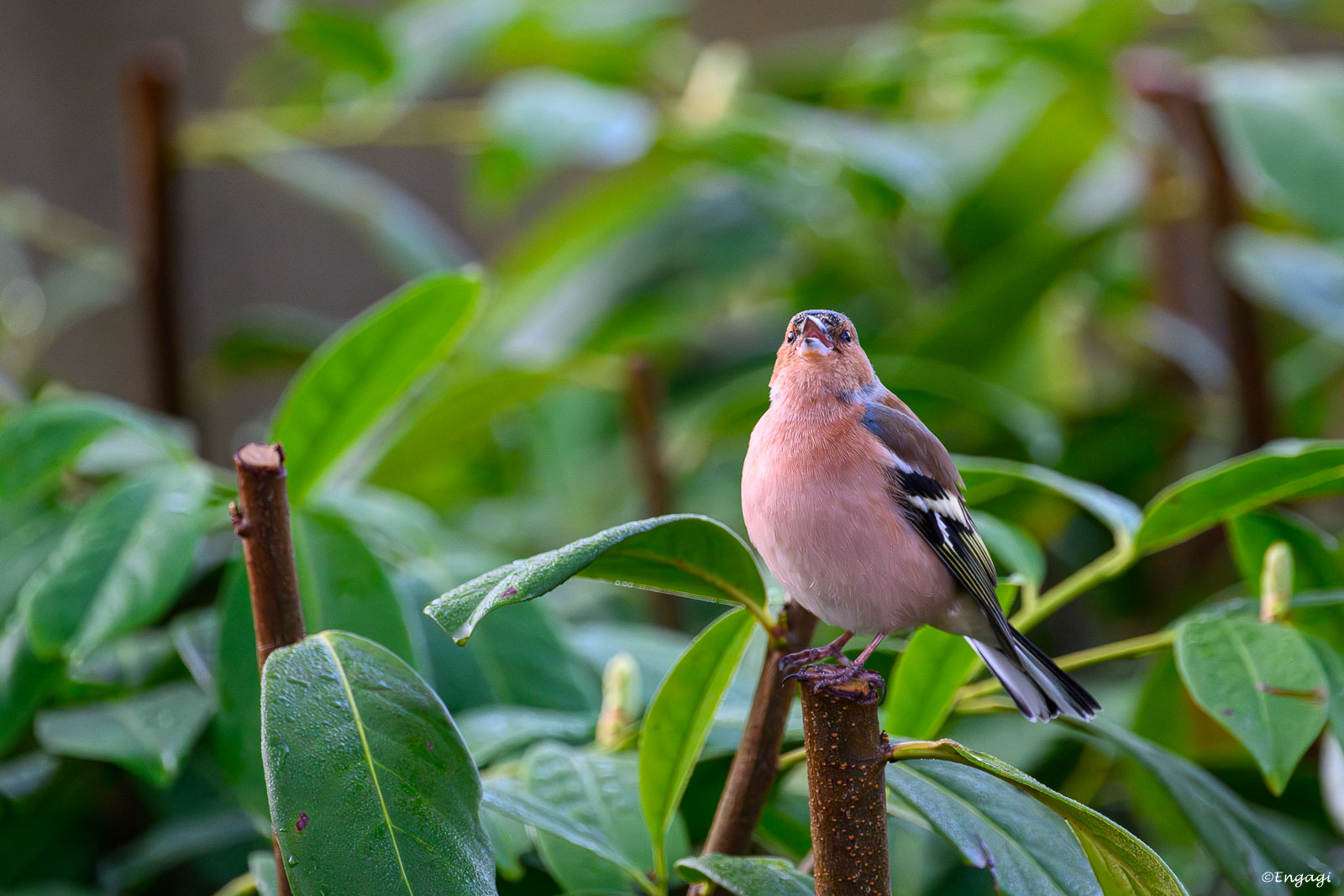 DSC_9695.jpg