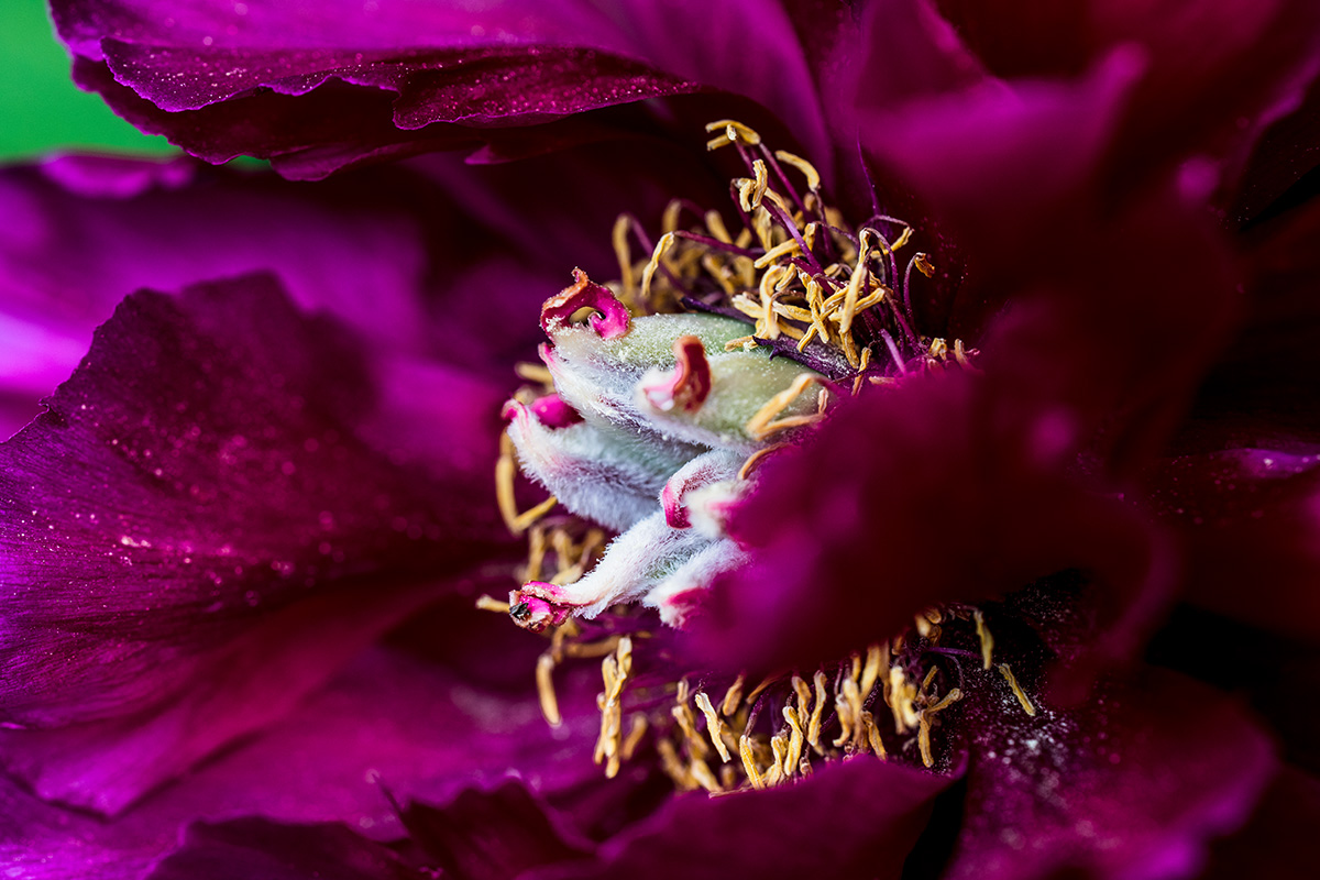 20180501_D850_0032NF.jpg
