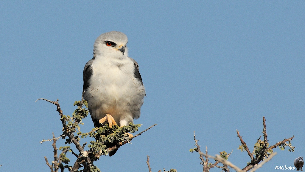 Ein weißer Raubvogel mit gelben Krallen, roten Augen, gelb-schwarzem Hakenschnabel und dunklen Flügeln sitzt auf einem Busch.