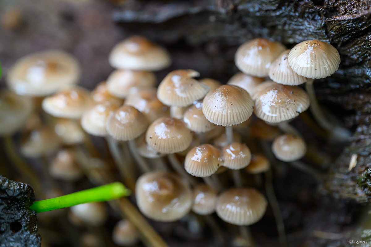 DSC_3294.jpg