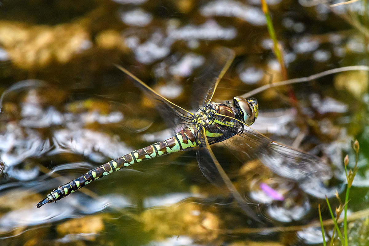 20180709_D500_0867NF.jpg