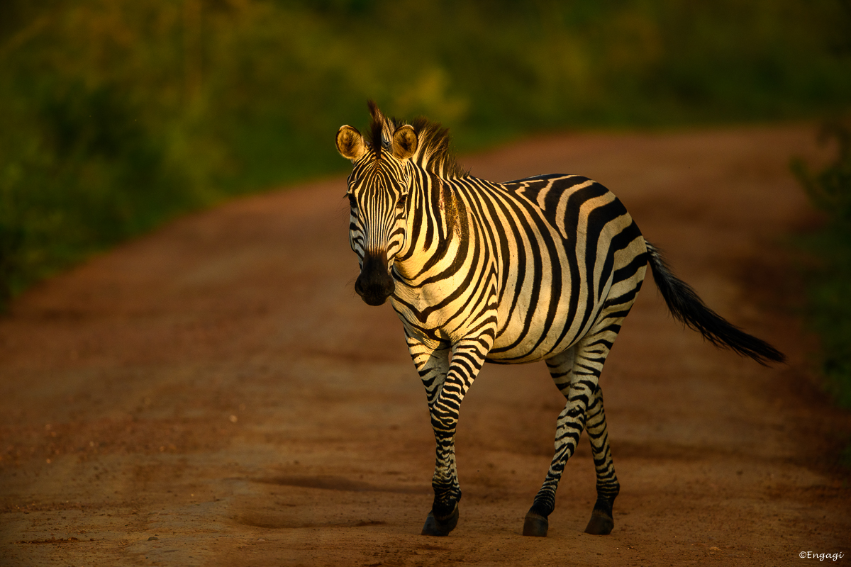 Uganda%202159.jpg