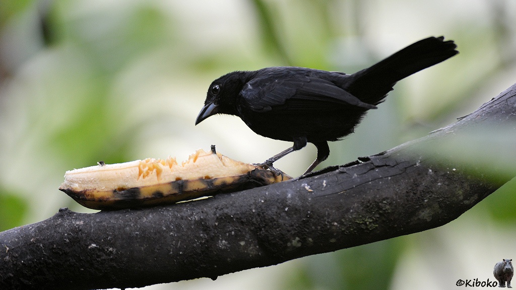 Das Bild zeigt einen schwarzen Vogel mit einem kräftigem schwarzen Schnabel auf einem dicken trockenen Ast vor unscharfem Hintergrund. Auf dem Ast ist eine aufgeschnittene Banane mit zwei Nägeln befestigt. Die ersten Stücke sind aus der Banane schon herausgebissen worden.
