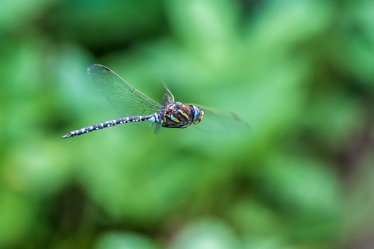 20200813_D500_1014NF.jpg