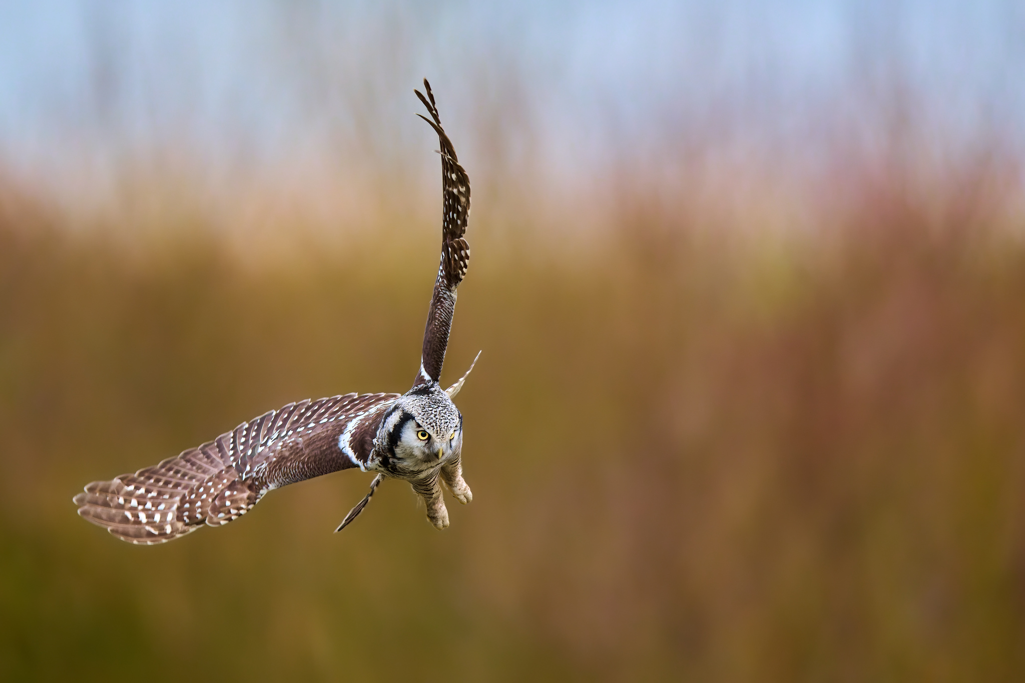 DSC_3250-NEF_DxO_DeepPRIME-X4.jpg