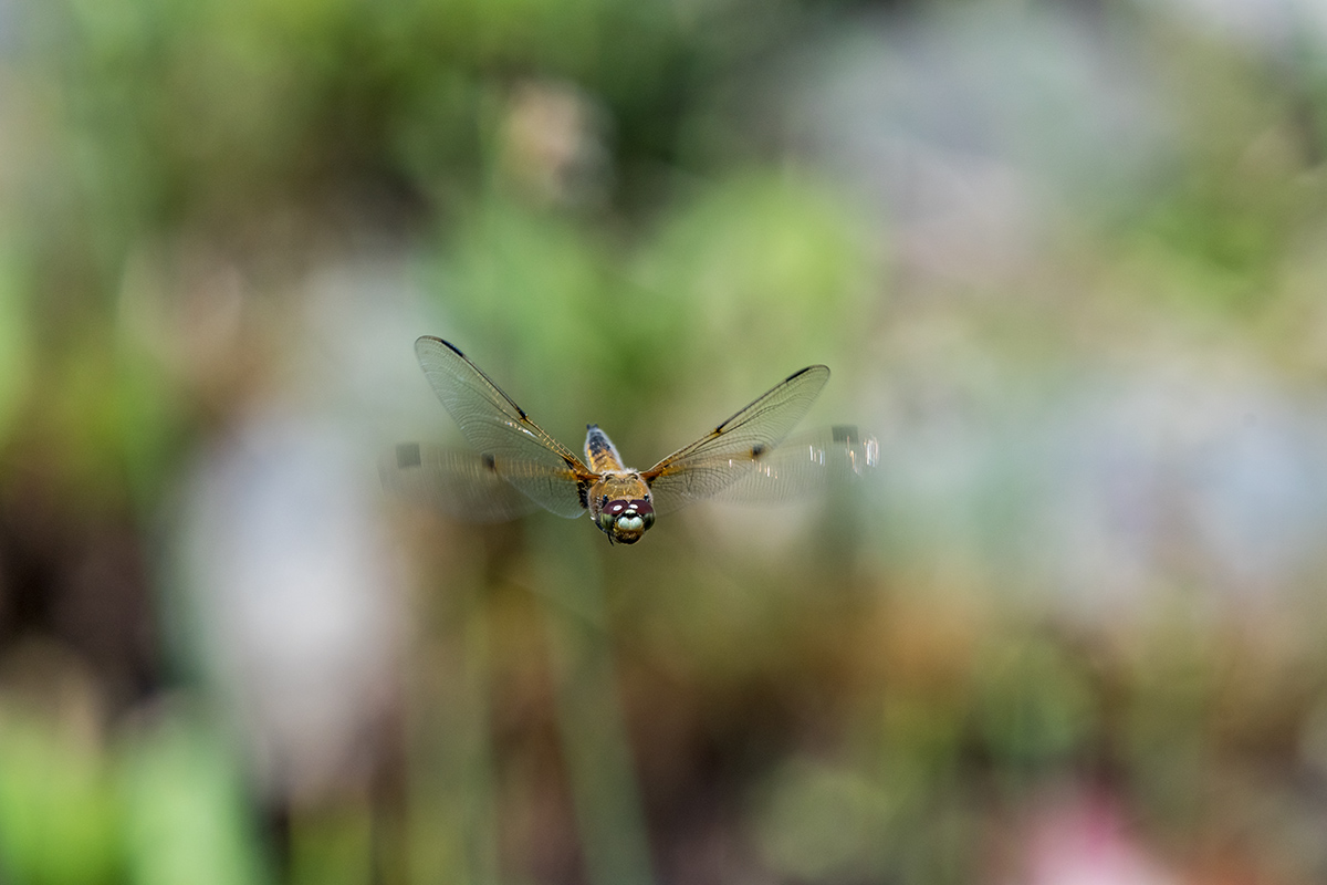 20180507_D500_1366NF.jpg