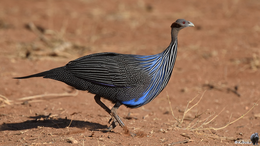 Das Bild zeigt einen Hühnervogel mit blau-weiß-schwarzen Streifen an Hals und Bauch, schwarzes Gefieder mit weißen Punkten und einen grauen Federlosen Hals und Kopf auf rotbrauen Boden.