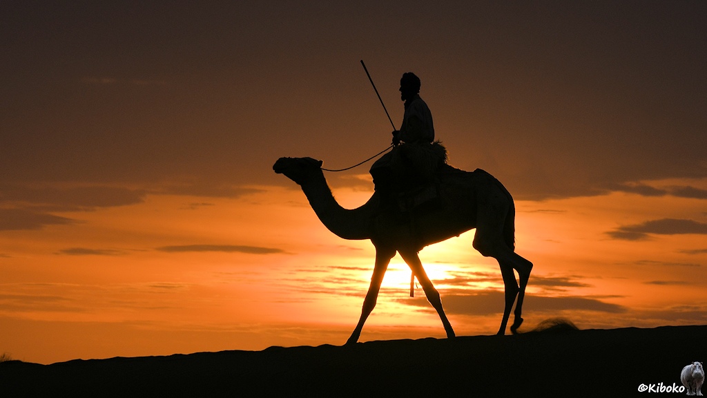 Das Bild zeigt die Silhouette eines Reiters auf einem Kamel gegen die Sonne. Der Reiter hält einen Stock nach oben.