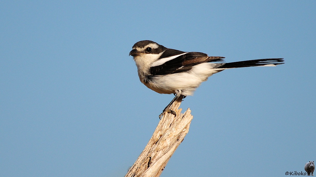 Ein weiterer schwarz-weißer Vogel sitzt auf der Spitz eines Astes vor blauem Himmel.