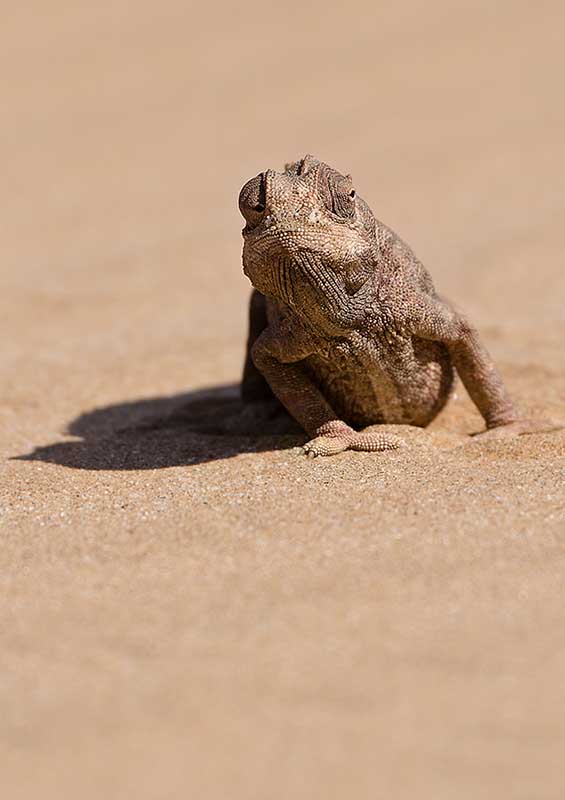 namibia_namaqua_chameleon_1.jpg