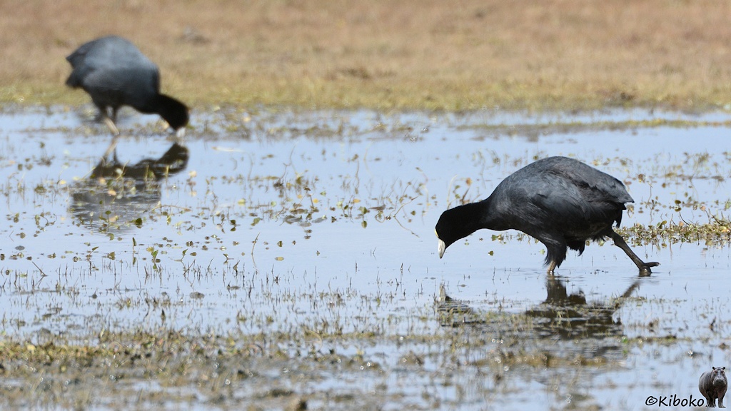 Das Bild zeigt einen schwarzen Vogel mit weißem Schnabel und weißer Blässe durch flaches Wasser laufen. Der Vogel spiegelt sich im Wasser. Am linken oberen Bildrand ist unscharf ein weiterer Vogel derselben Art unscharf abgebildet.