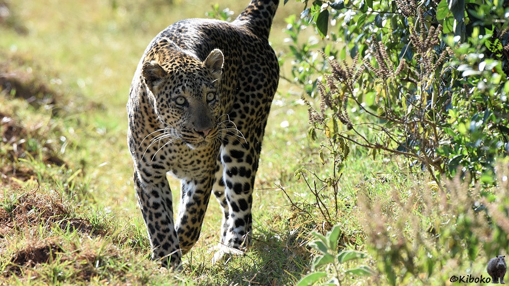 Das Bild zeigt einen Leopard im Gegenlicht. Der Schwanz ragt hoch aus dem Bild heraus. Am rechten Bildrand ist Buschwerk.