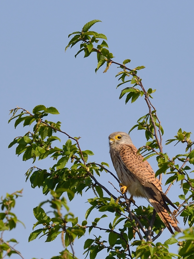 turmfalke13.jpg