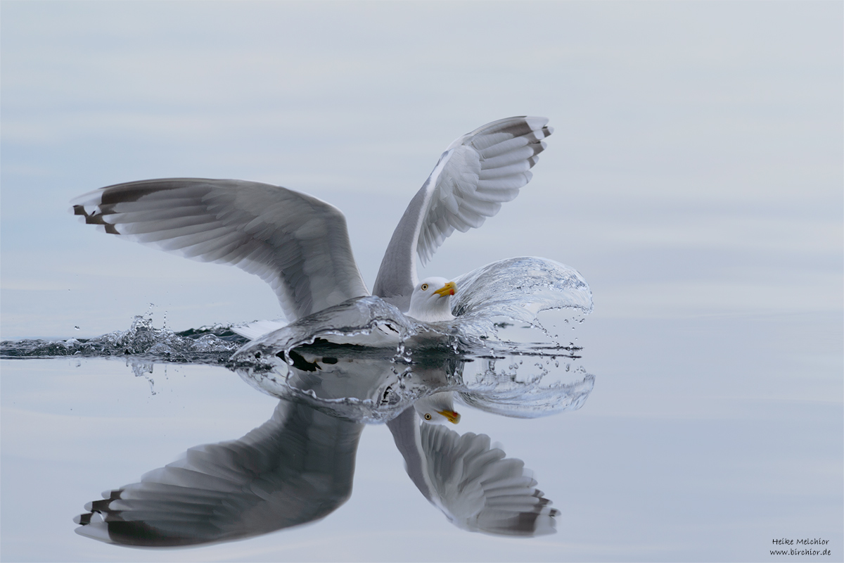 20140519_0337_PS_1200Px.jpg