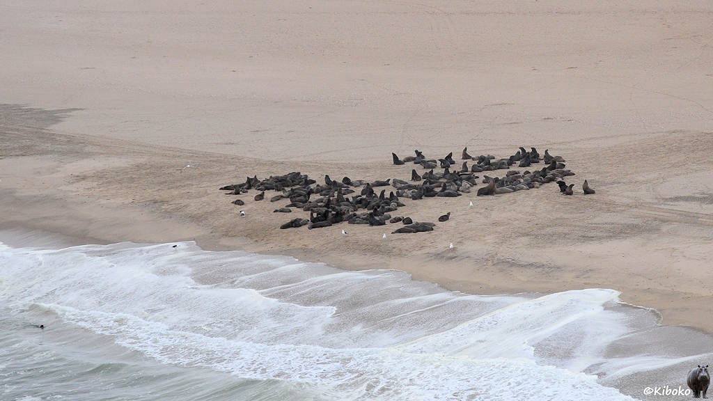 Luftaufnahme einer Seelöwenkolonieim Sand direkt am Meer.