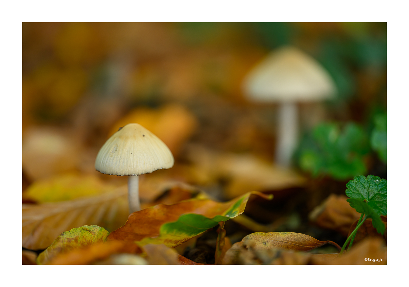 DSC_9361.jpg