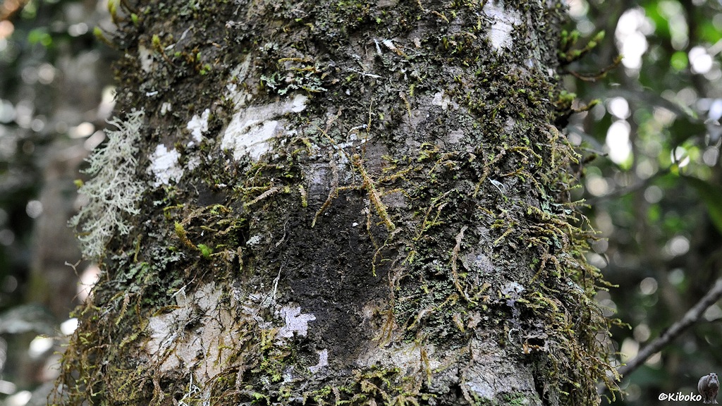 Suchbild. An einem stark bemoosten Baumstamm sitzt ein Tier.