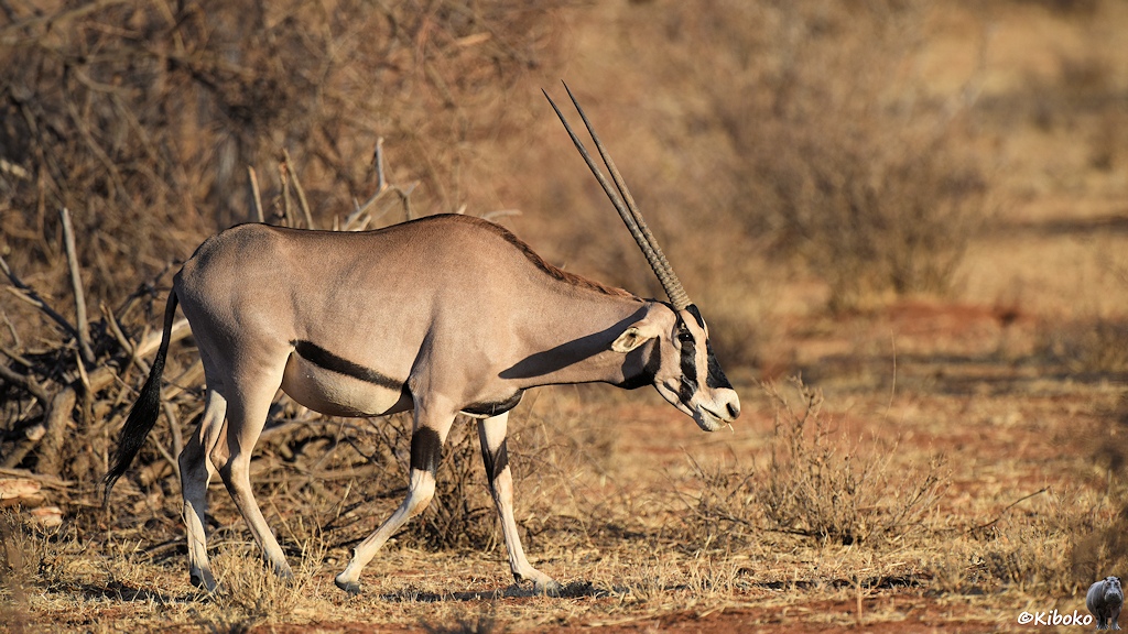 Das Bild zeigt eine große hellbraune Antilope mit zwei langen geraden Hörnern. Die Beine sind weiß mit einem schwarzen Ringelstreifen. Im Gesicht sindschwarze senkrechte Streifen über die Augen und ein schwarzer Fleck auf der Nase und der Stirn.