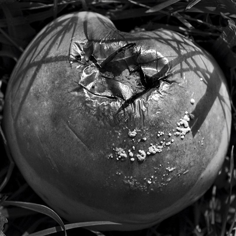 Apfel_sw_04.jpg