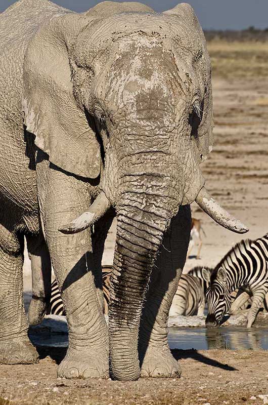 namibia_elefant_1.jpg