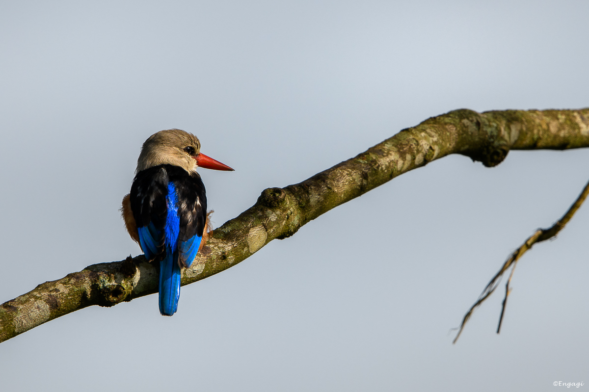 Uganda%201484.jpg