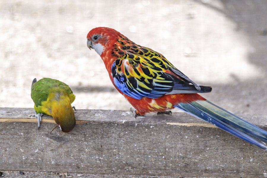 tierpark_haag23_14.jpg