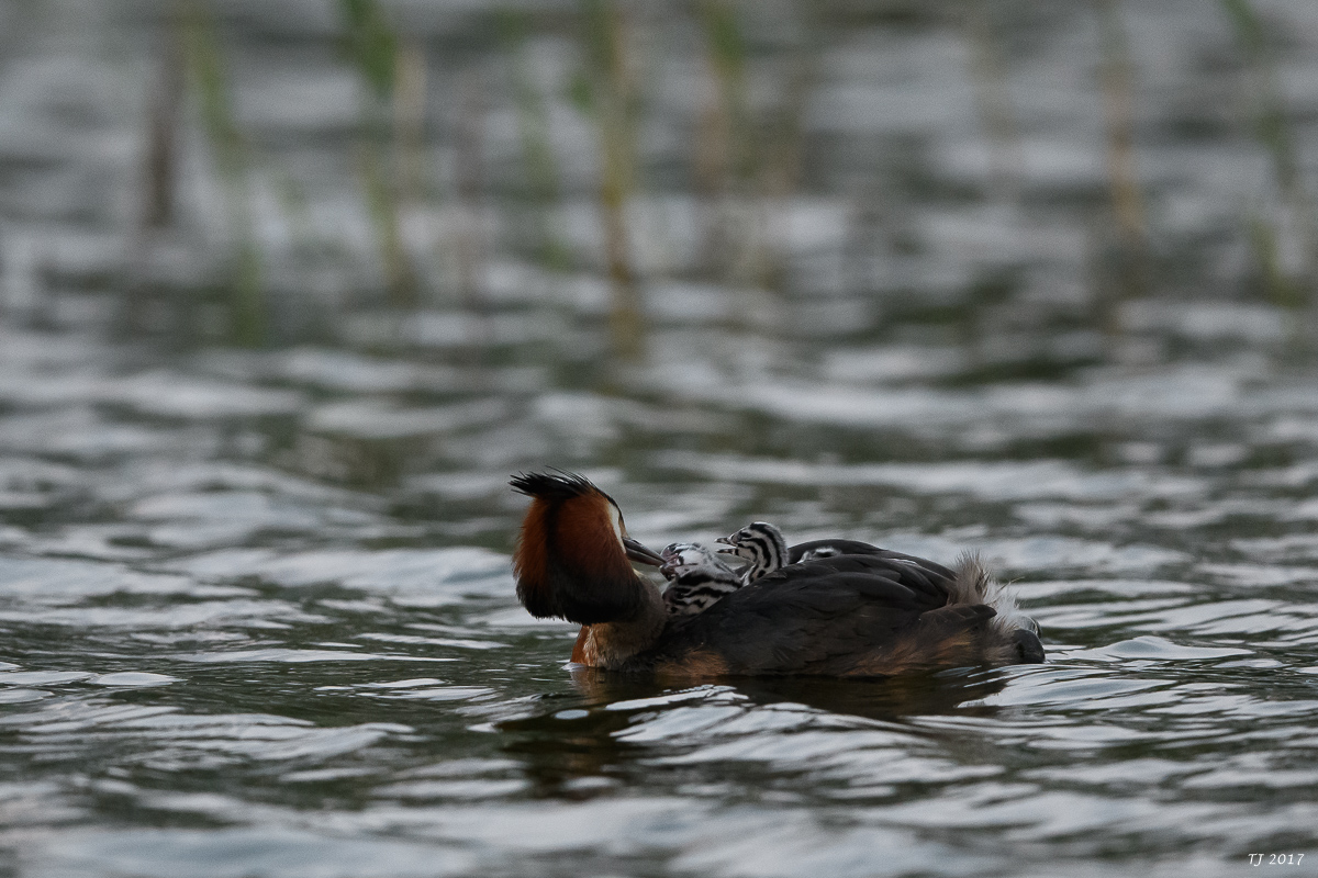 DSC_1916.jpg