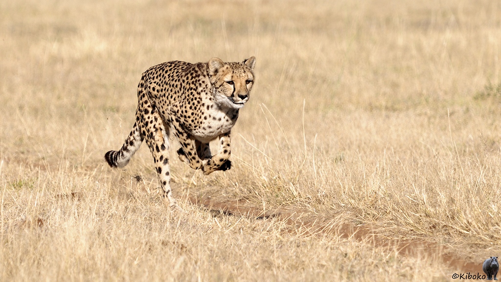 Ein Gepard sprinted einem Stofffetzen hinterher. Nur ein Bein ist am Boden.