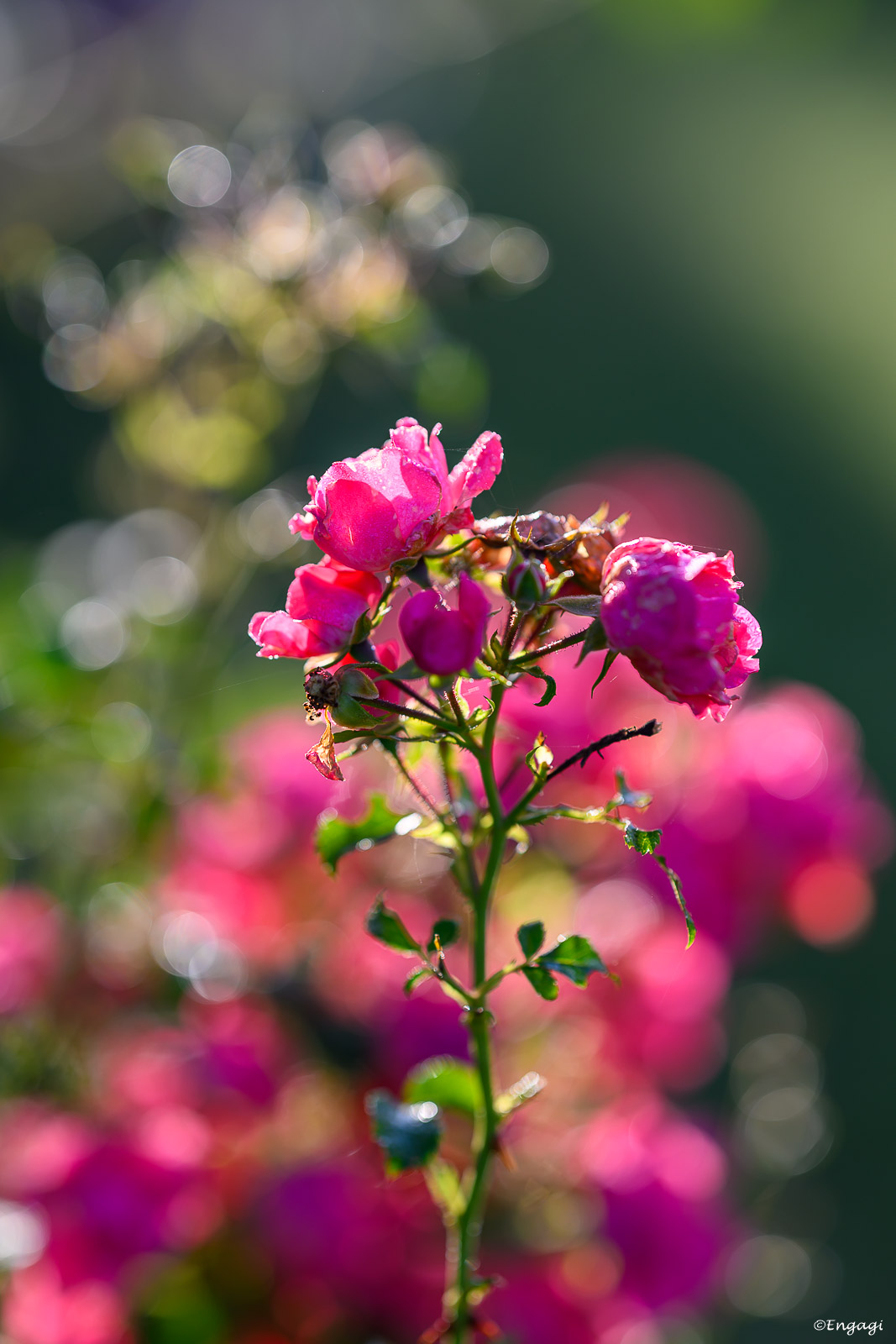 DSC_8972.jpg