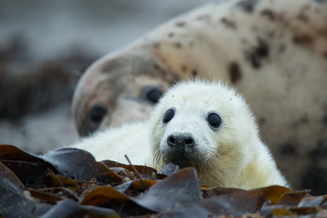 23770707381_a4cda576b8_o.jpg