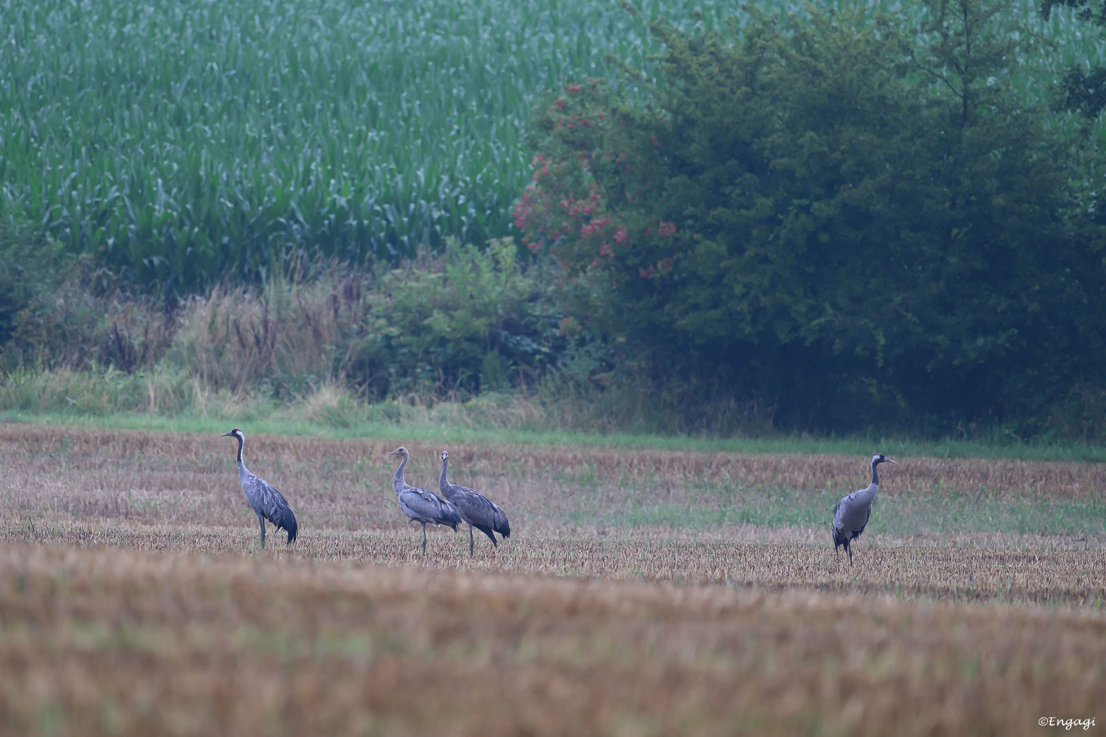 DSC_4835.jpg