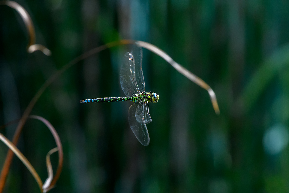20180919_D500_1739NF.jpg