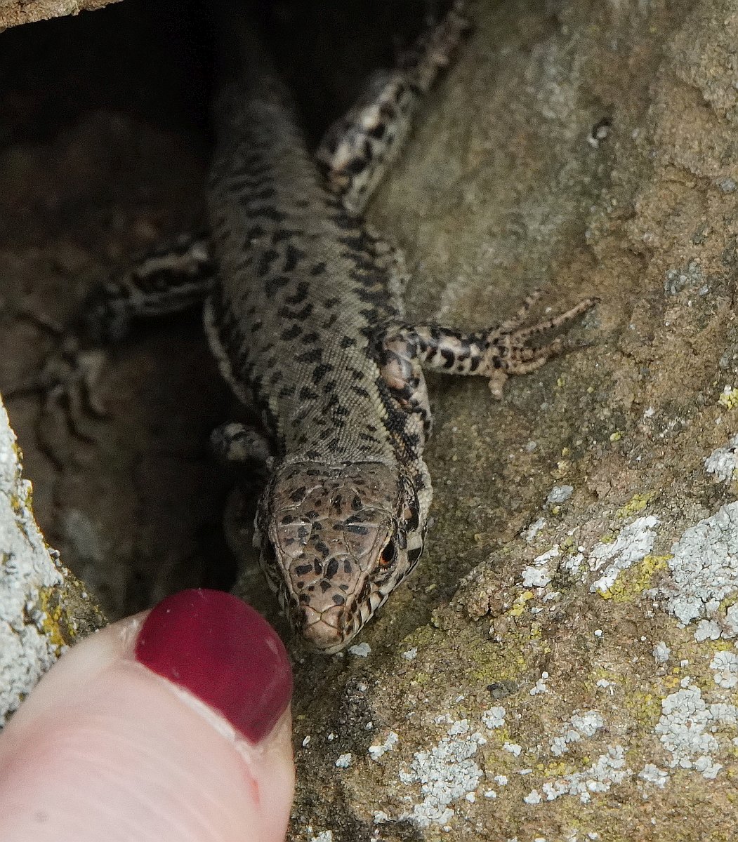 full